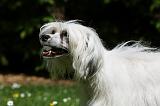 CHIEN NU CHINOIS 204